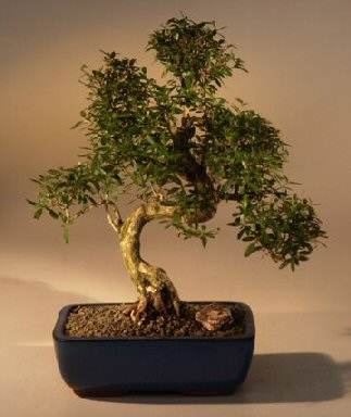 Chinese Flowering White Serissa -Bonsai Tree of a Thousand Stars -Curved Trunk Style  Extra Large -(serissa japonica)
