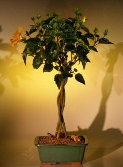 Flowering "Mango Mist" Tropical Hibiscus - Braided Trunk Style - (rosa sinensis)