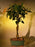 Flowering "Mango Mist" Tropical Hibiscus - Braided Trunk Style - (rosa sinensis)