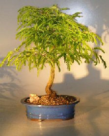 Flowering Tamarind Bonsai Tree-(tamarindus indica)