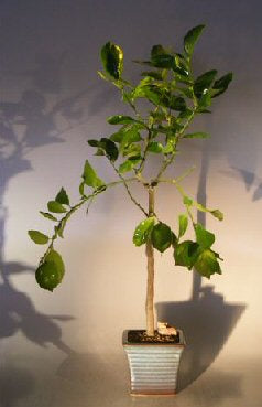 Flowering Persian Lime  Bonsai Tree -(citrus latifolia)