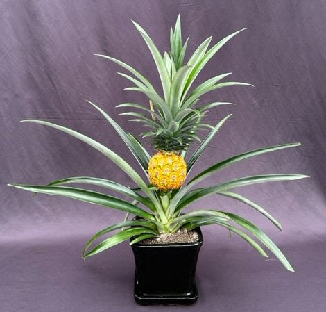 Flowering & Fruiting Pineapple Bonsai Tree - Large -(ananas nana)