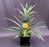 Flowering & Fruiting Pineapple Bonsai Tree - Large -(ananas nana)