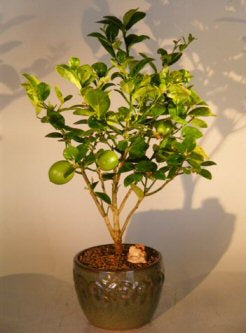 Key Lime Bonsai Tree -(citrus aurantifolia)