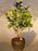 Key Lime Bonsai Tree -(citrus aurantifolia)