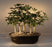 Hawaiian Umbrella Bonsai Tree-Five Tree Forest Group-(arboricola schefflera 'luseanne')