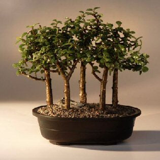 Baby Jade Bonsai Tree -Five Tree Forest Group -(Portulacaria Afra)