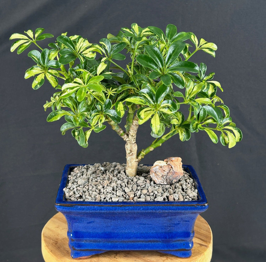 Golden Hawaiian Umbrella Bonsai Tree - Small-(arboricola schefflera 'luseanne')