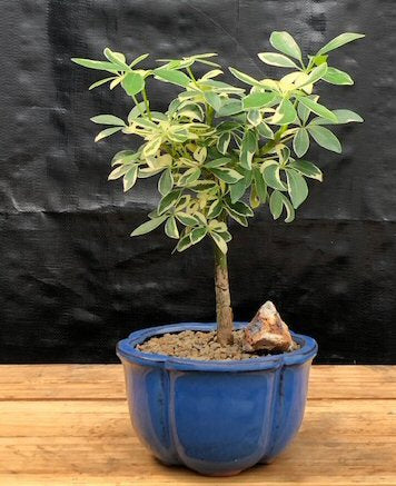 Golden Hawaiian Umbrella Bonsai Tree - Small-(arboricola schefflera 'luseanne')