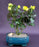 Flowering Yellow Mini Rose Bonsai Tree -Tiny Yellow