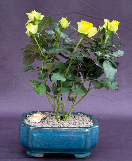 Flowering Yellow Mini Rose Bonsai Tree -Tiny Yellow