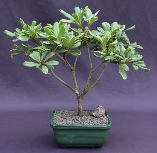 Flowering Japanese Mock Orange Bonsai Tree - Variegated-(pittosporum tobira variegata)