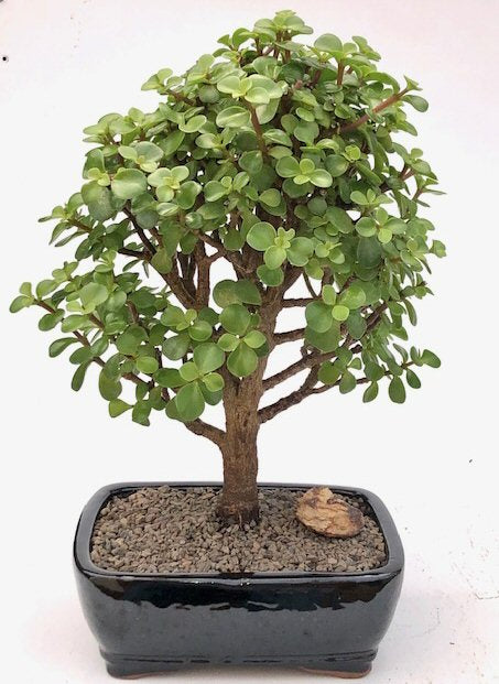 Baby Jade  Bonsai Tree - Large -(Portulacaria Afra)