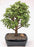 Baby Jade  Bonsai Tree - Large -(Portulacaria Afra)