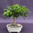 Oriental Ficus Bonsai Tree - Medium-(ficus benjamina 'orientalis')