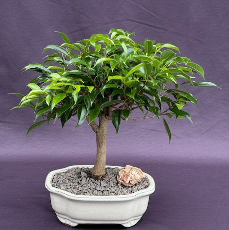 Oriental Ficus Bonsai Tree - Medium-(ficus benjamina 'orientalis')