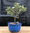 Flowering Mount Fuji Serissa Bonsai Tree - Small-(Serissa Foetida)