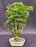 Ming Aralia Bonsai Tree-(polyscais fruticosa)