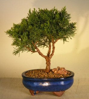 Shimpaku Bonsai Tree - Medium-(shimpaku itoigawa)