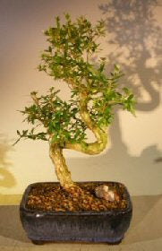 Chinese Flowering White Serissa - Tree of a Thousand Stars - Medium-Curved Trunk Style-(Serissa Japonica)