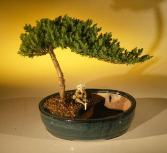 Juniper Bonsai Tree/Water Bonsai Pot - Medium-(juniper procumbens nana)