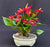 Flowering Red Anthurium (small talk) Bonsai Tree-(anthurium andraeanum)