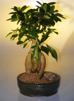 Ginseng Ficus Bonsai Tree - Large -(Ficus Retusa)