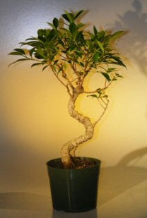 Pre Bonsai Ficus Retusa Bonsai - Large -Curved Trunk Style