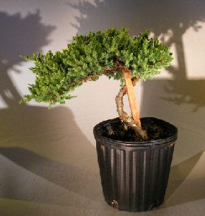 Pre Bonsai Juniper Bonsai Tree - Staked-(Juniper Procumbens nana)
