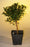 Pre Bonsai Flowering Brush Cherry Bonsai Tree - Small-(eugenia myrtifolia)