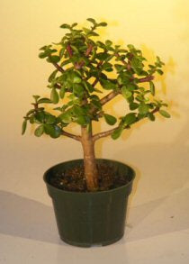 Pre Bonsai Baby Jade Bonsai Tree  - Medium-(Portulacaria Afra)