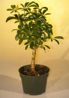 Pre Bonsai Hawaiian Umbrella Bonsai Tree - Small-(arboricola schefflera 'luseanne')