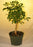Pre Bonsai Hawaiian Umbrella Bonsai Tree - Small-(arboricola schefflera 'luseanne')