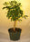 Pre Bonsai Hawaiian Umbrella Bonsai Tree - Small-(arboricola schefflera 'luseanne')