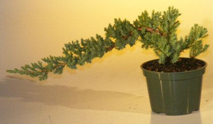 Pre Bonsai Juniper Bonsai Tree - Small -(Juniper Procumbens nana)