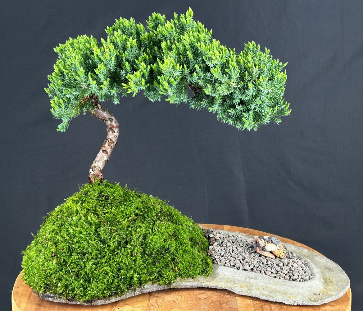 Juniper Bonsai Tree-Planted on a Rock Slab-(juniper procumbens nana)