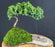 Juniper Bonsai Tree-Planted on a Rock Slab-(juniper procumbens nana)