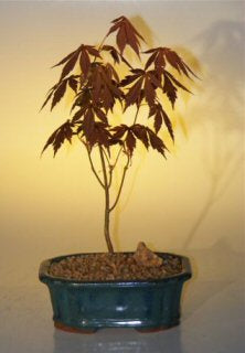 Japanese Red Maple Bonsai Tree - Small-(acer palmatum 'atropurpureum')