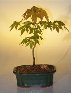 Japanese Green Maple Bonsai Tree - Small -(acer palmatum)
