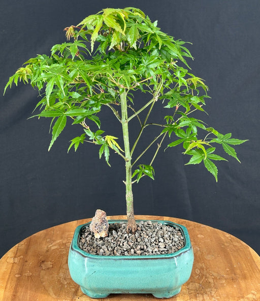 Japanese Green Maple Bonsai Tree - Small -(acer palmatum)