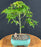 Japanese Green Maple Bonsai Tree - Small -(acer palmatum)