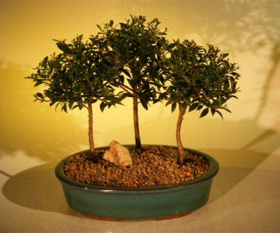 Flowering Brush Cherry Bonsai Tree -Three (3) Tree Forest Group -(eugenia myrtifolia)