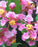 Flowering Dwarf Barbados Cherry Bonsai Tree - Root Over Rock - (malpighia Pendiculata)