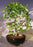 Flowering Dwarf Weeping Barbados Cherry Bonsai Tree - Large-(malpighia Pendiculata)