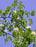 Flowering Brazilian Raintree Bonsai Tree - Medium - (pithecellobium tortum)