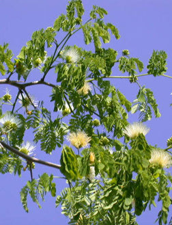 Flowering Brazilian Raintree Bonsai Tree - (pithecellobium tortum)