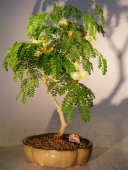 Flowering Brazilian Raintree Bonsai Tree - Medium -(pithecellobium tortum)