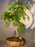 Flowering Brazilian Raintree Bonsai Tree - Medium -(pithecellobium tortum)
