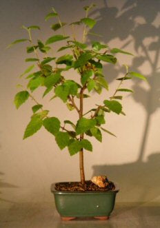 River  Birch Bonsai Tree-(betula nigra)