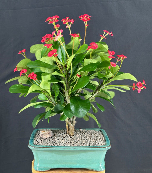 Flowering Crown of Thorns Bonsai Tree - Red / Salmon-(euphorbia milii)
